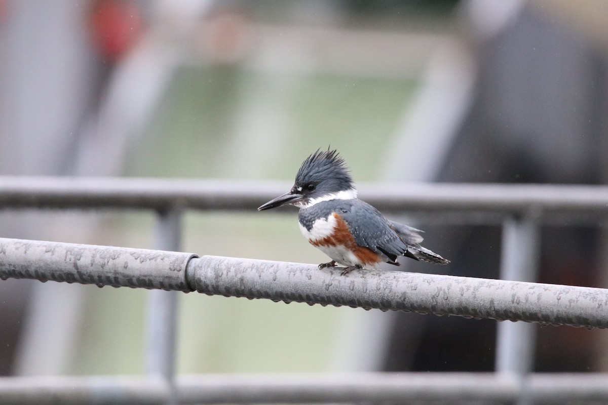 Belted Kingfisher - ML227809451