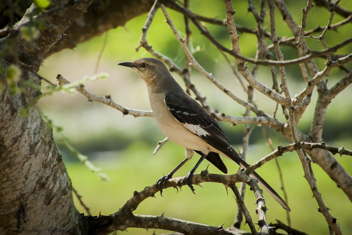 Northern Mockingbird - ML22780971