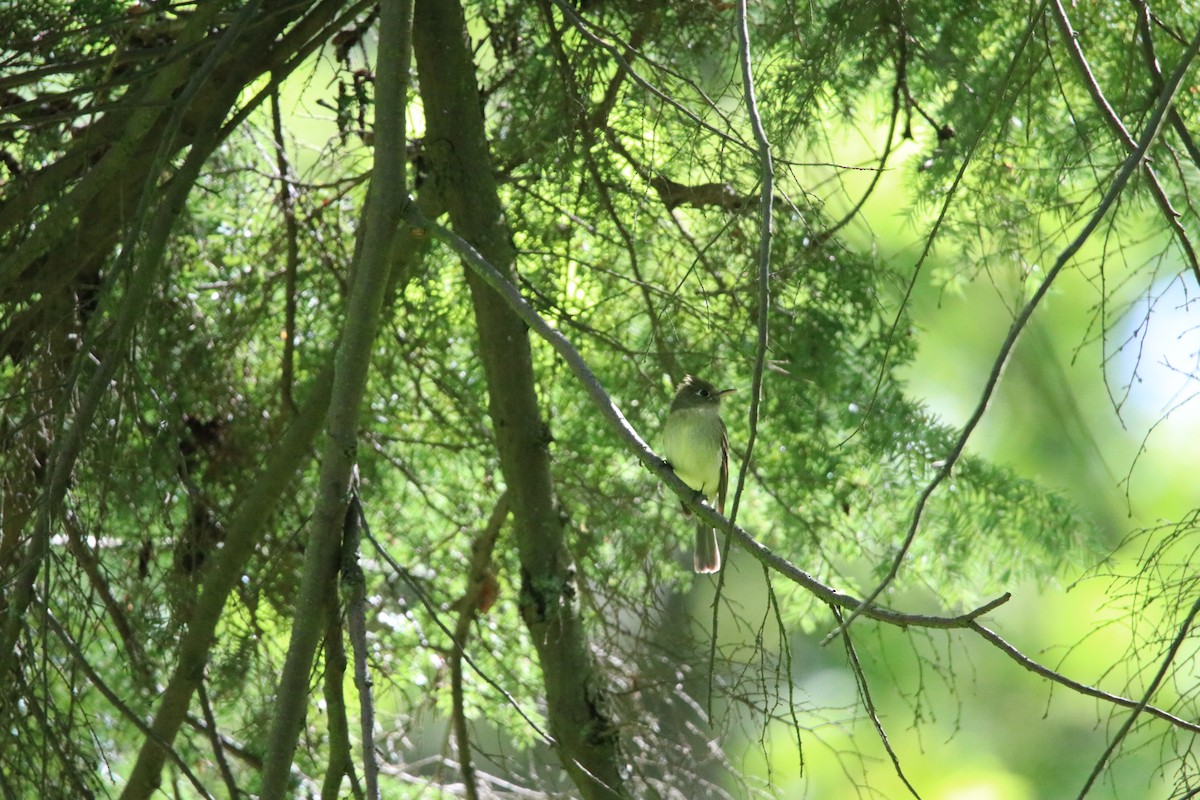 Western Flycatcher (Pacific-slope) - ML227810171