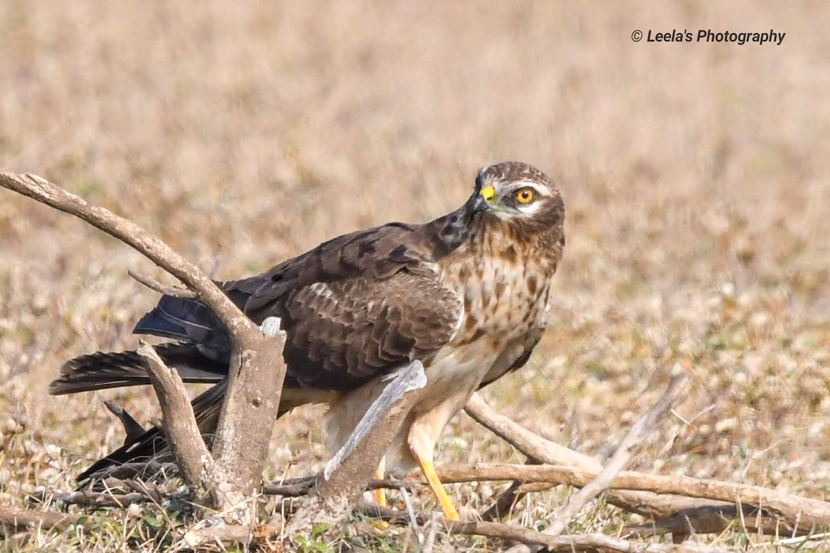 Montagu's Harrier - ML227811401