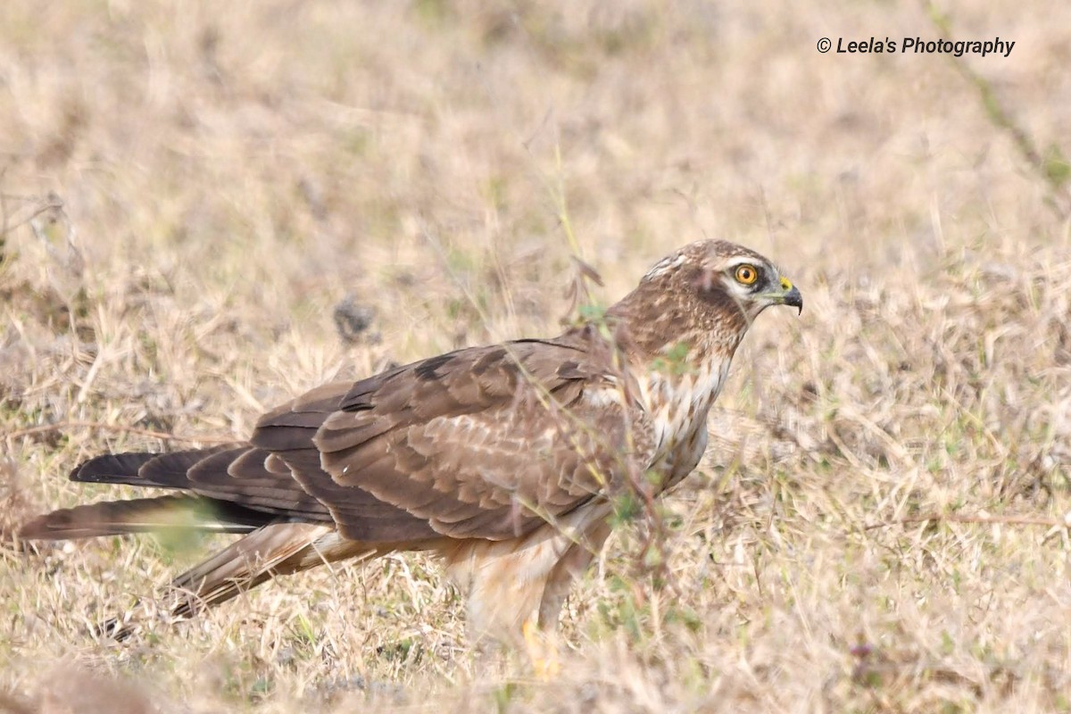 Montagu's Harrier - ML227811411