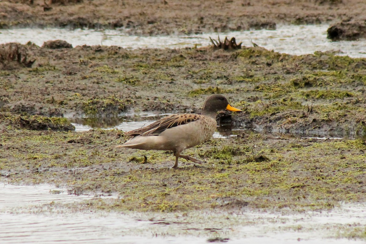 Yellow-billed Teal - ML227811471