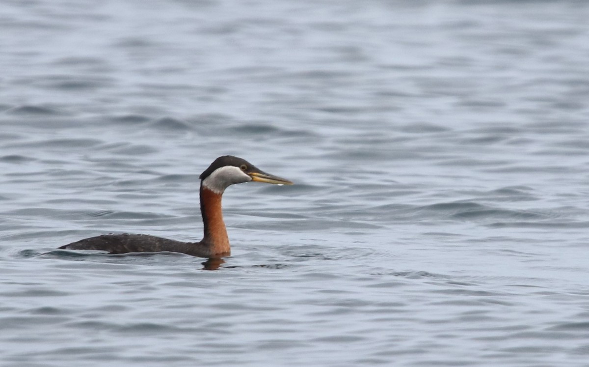 Red-necked Grebe - ML227812551