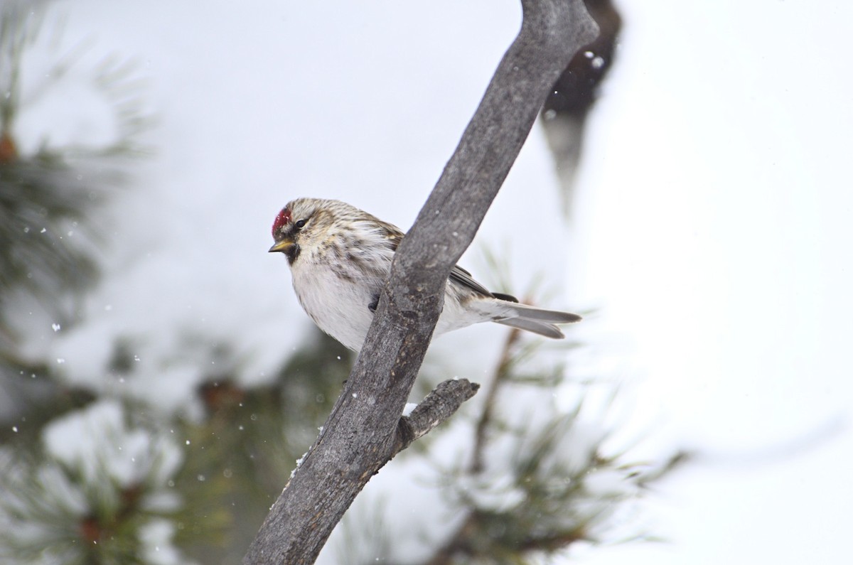Redpoll (Common) - ML227812991