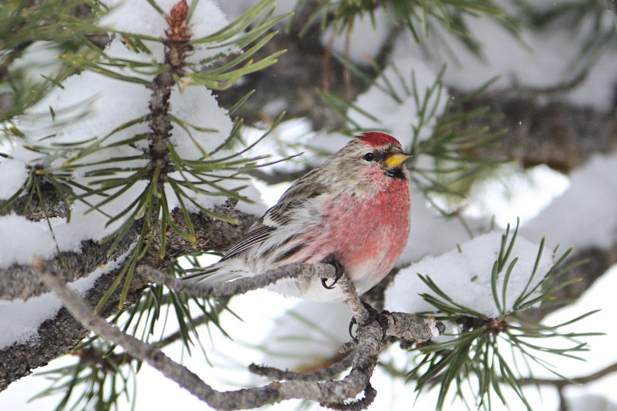 Redpoll (Common) - ML227813001