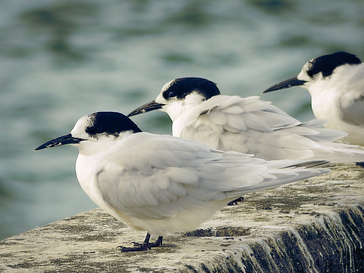 White-fronted Tern - ML227813481