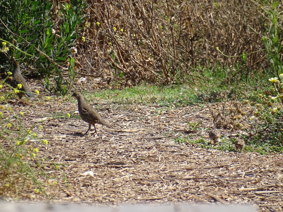 California Quail - ML227816001