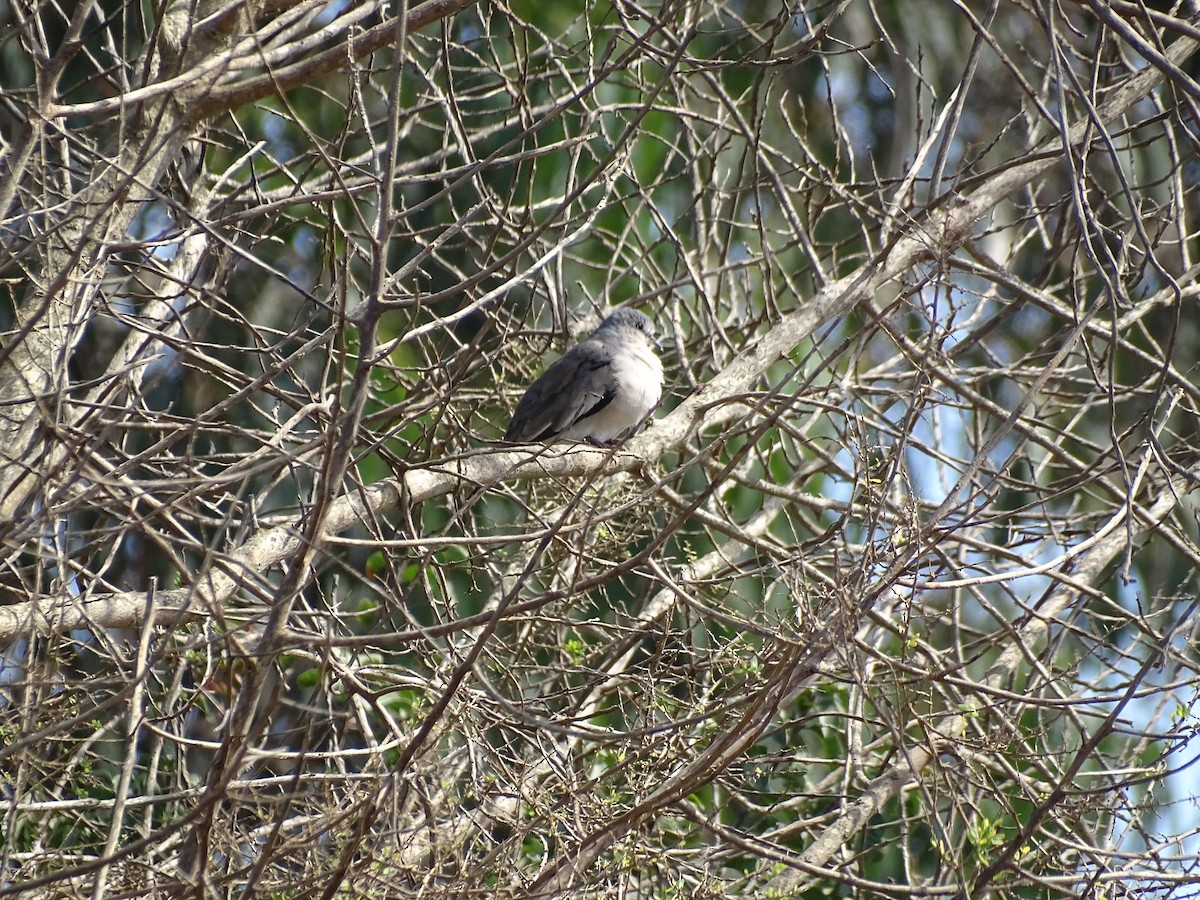 Picui Ground Dove - ML227816121