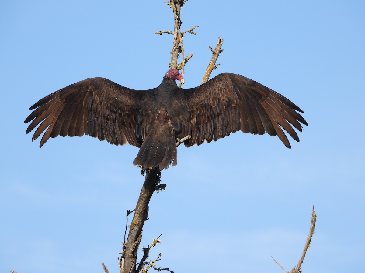 Turkey Vulture - Pair of Wing-Nuts