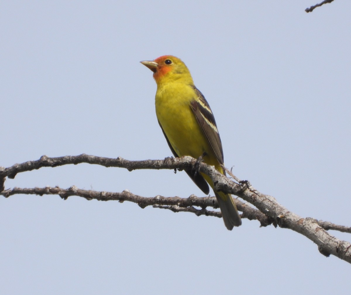 Western Tanager - ML227817231