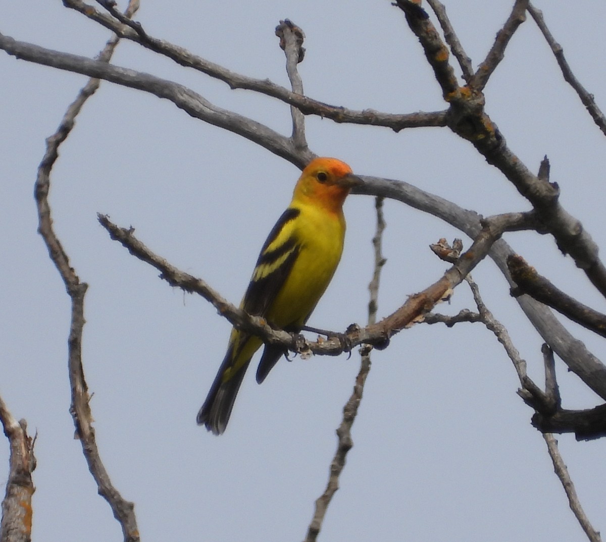 Western Tanager - ML227817241