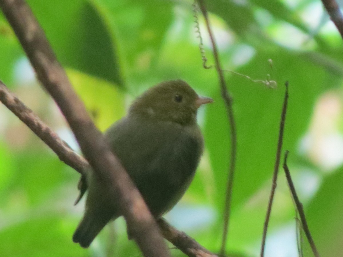 Red-capped Manakin - ML22781811