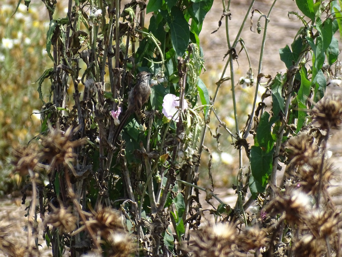 Zimtspiegel-Meisenschlüpfer - ML227818981