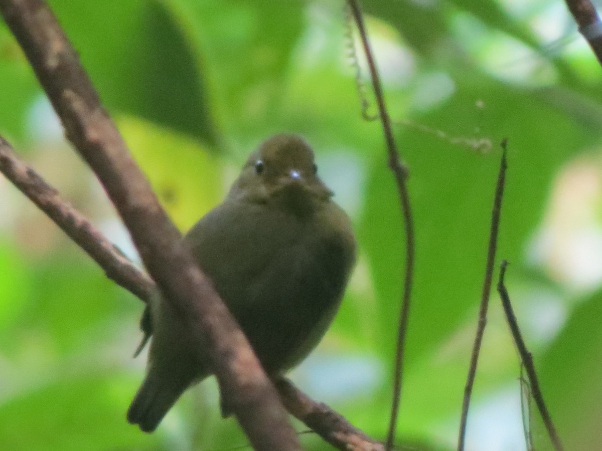 Red-capped Manakin - ML22781941