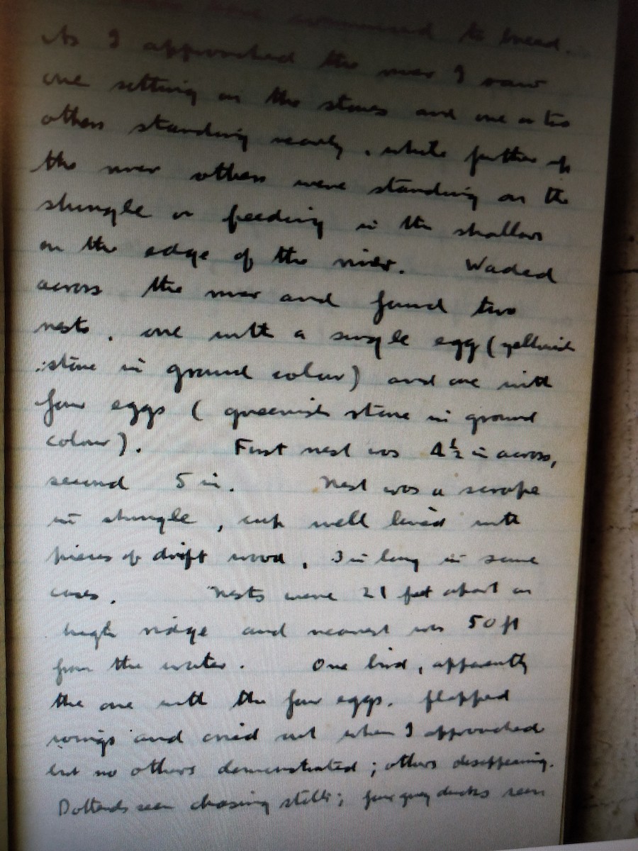 黑領高蹺鴴 - ML227821761