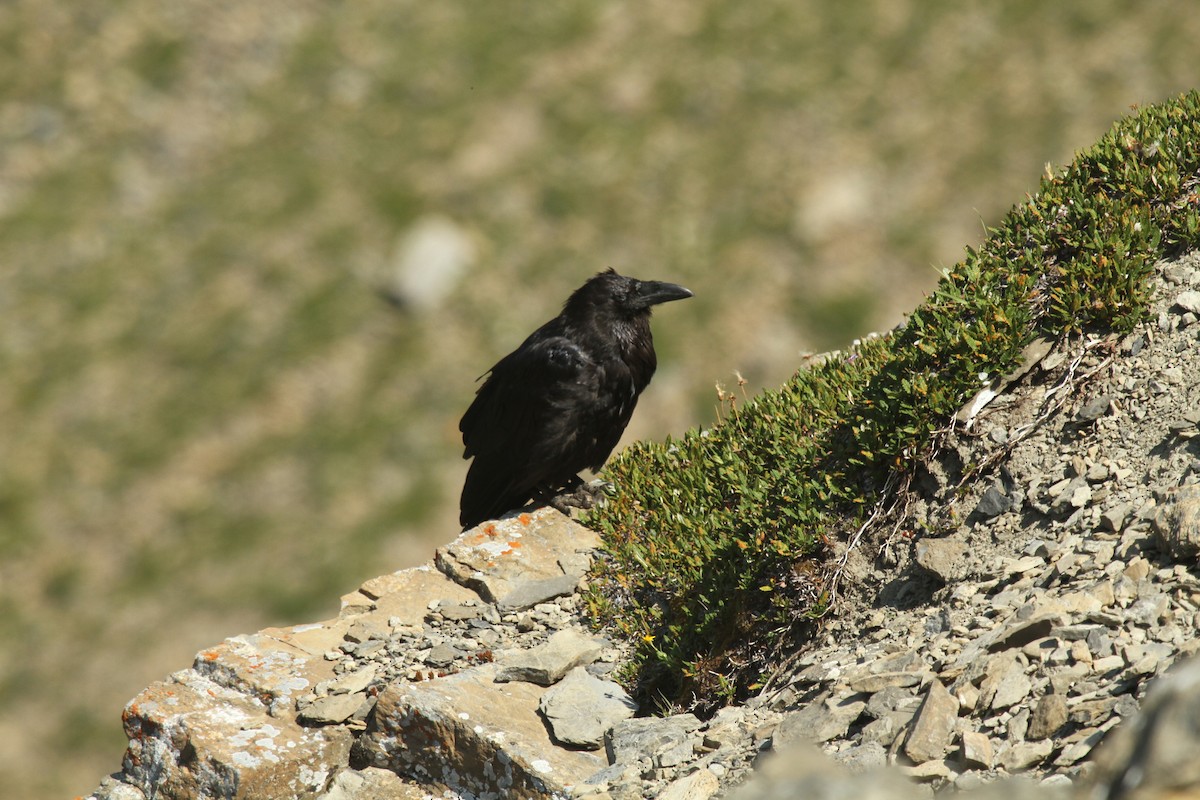 Common Raven - ML227821831