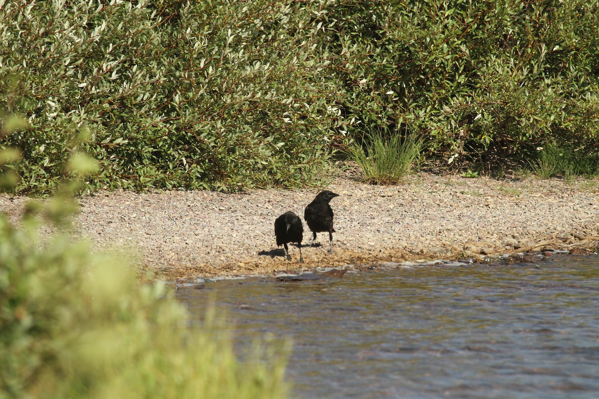 Common Raven - ML227821841