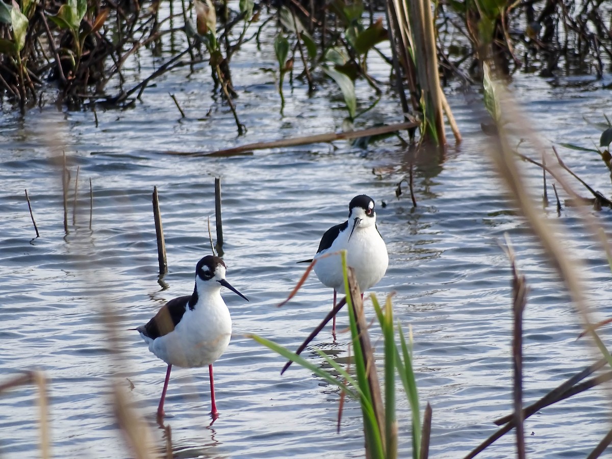 Black-necked Stilt - Julia Wilson