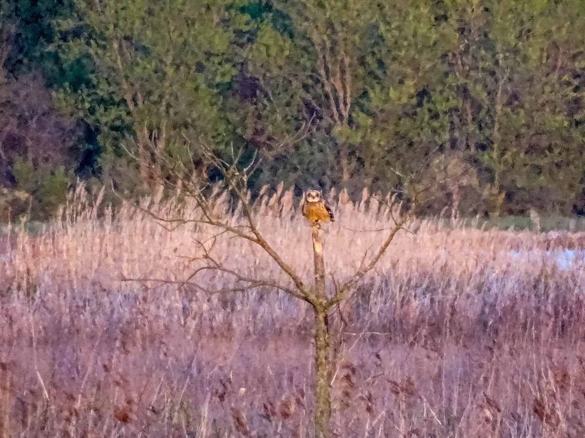 Short-eared Owl - Julia Wilson