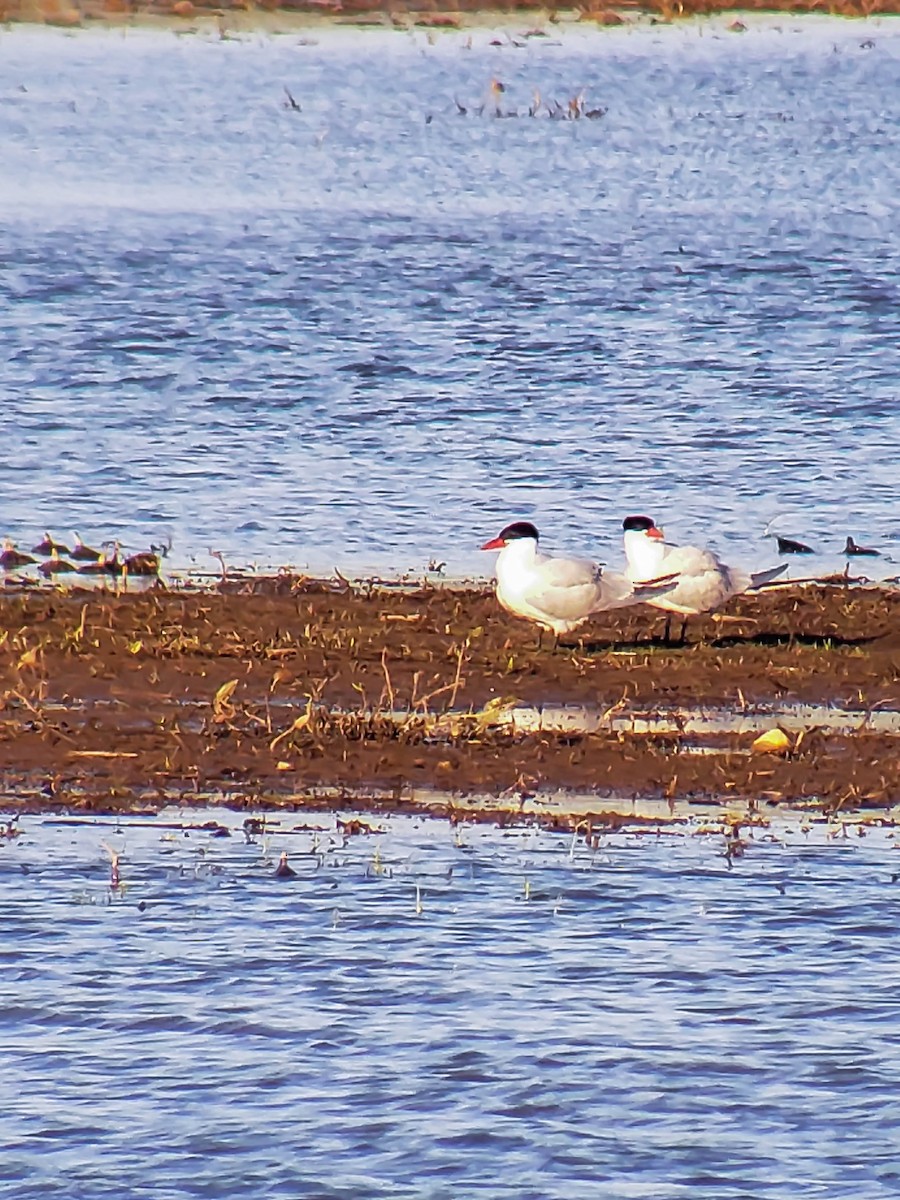 Caspian Tern - Julia Wilson