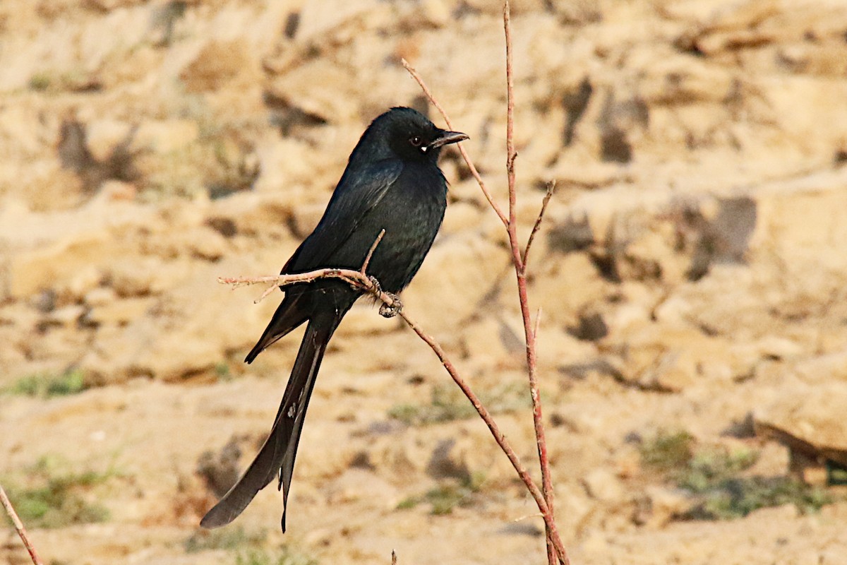 Black Drongo - Leith Woodall