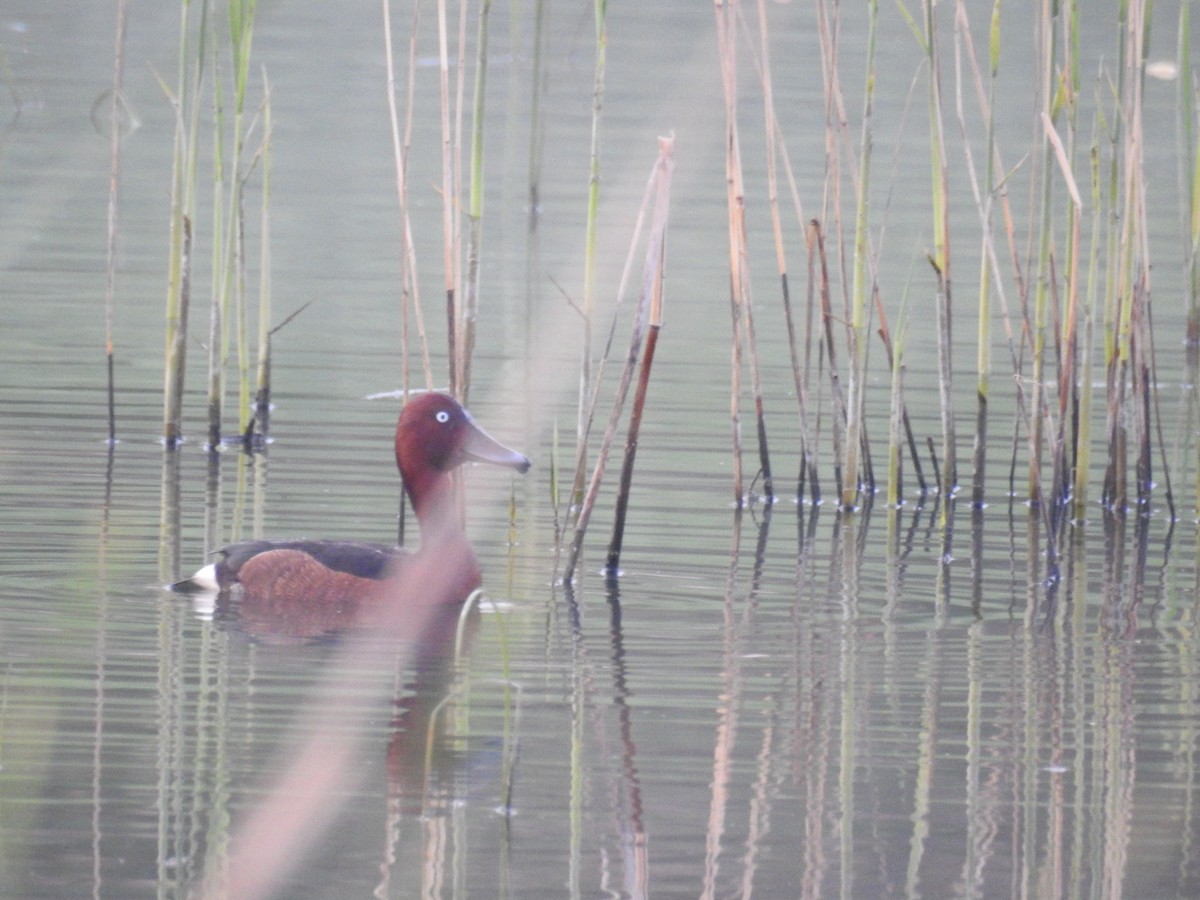 Ferruginous Duck - ML227828631