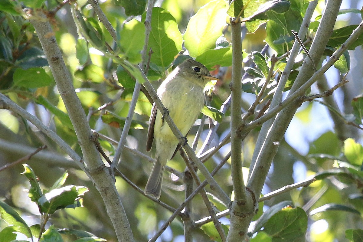 Western Flycatcher (Pacific-slope) - ML227829561