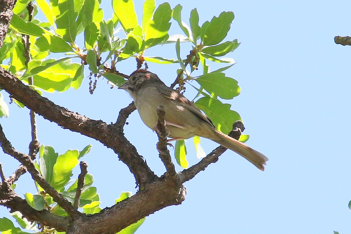 Rufous-crowned Sparrow - ML227829921