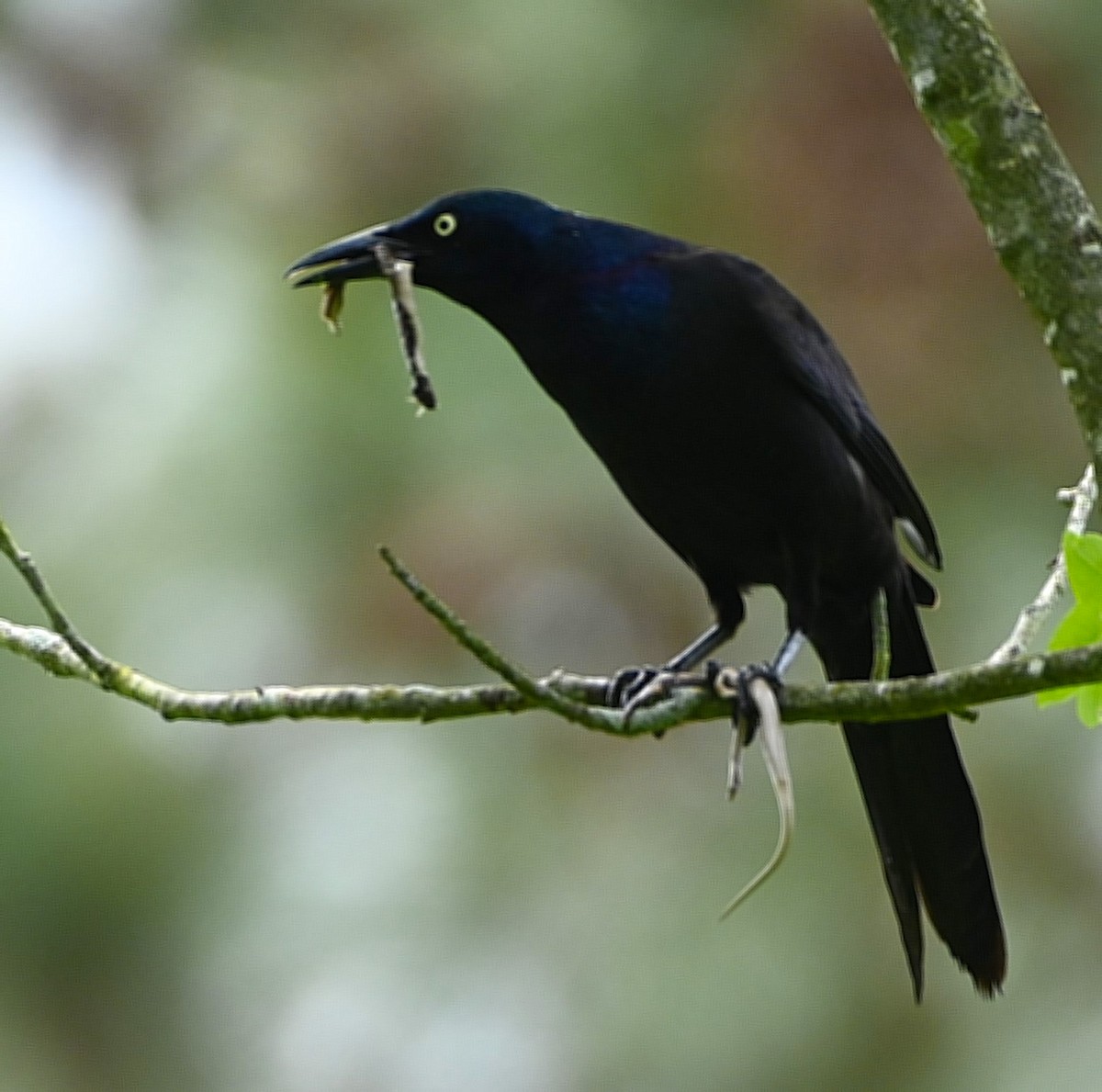 Common Grackle - ML227830981