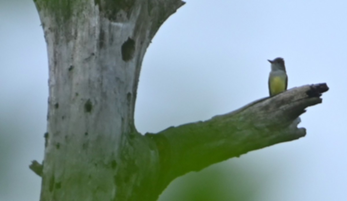 Great Crested Flycatcher - ML227831361