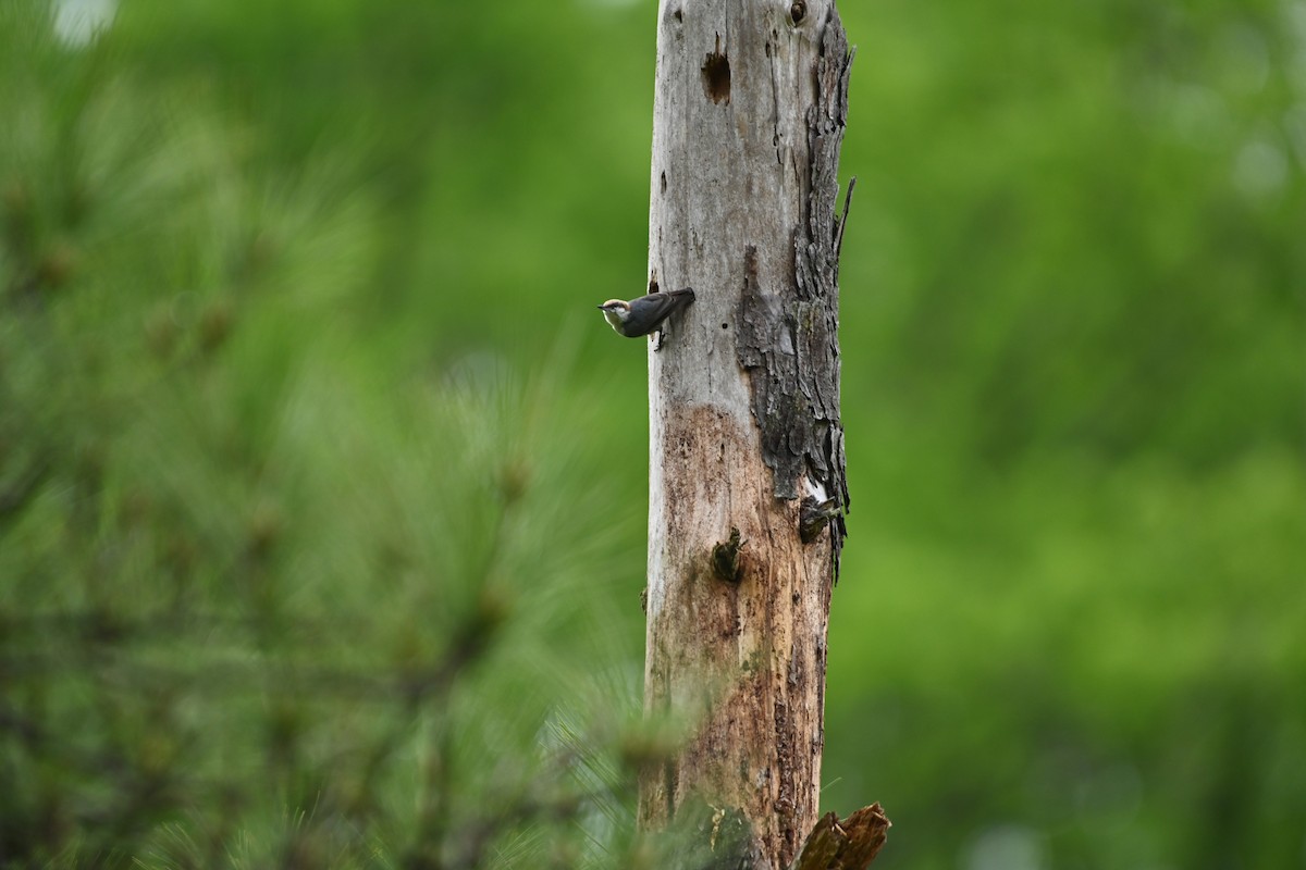 Brown-headed Nuthatch - ML227831391