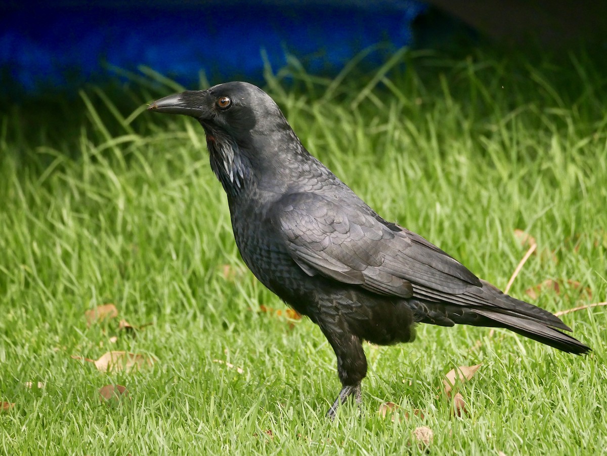 Australian Raven - ML227831801