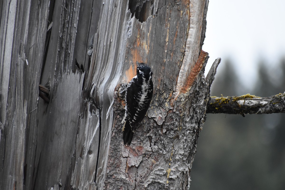 American Three-toed Woodpecker - ML227833321