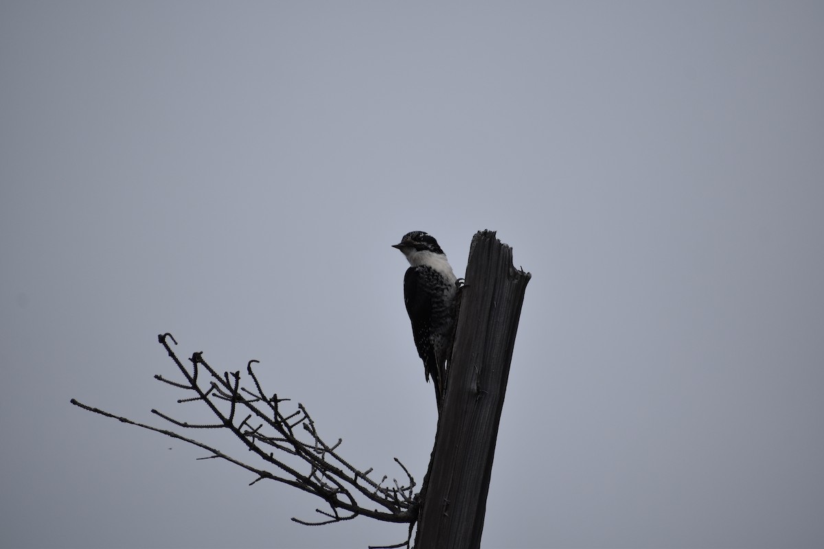 American Three-toed Woodpecker - ML227833361