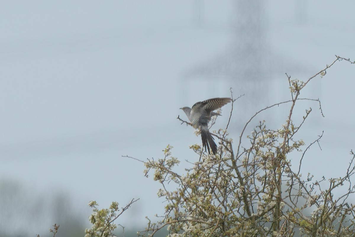 Эгэл хөхөө - ML227835031