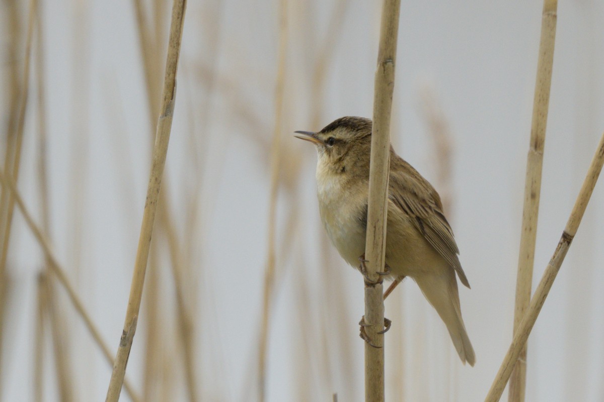 Benarriz arrunta - ML227835431