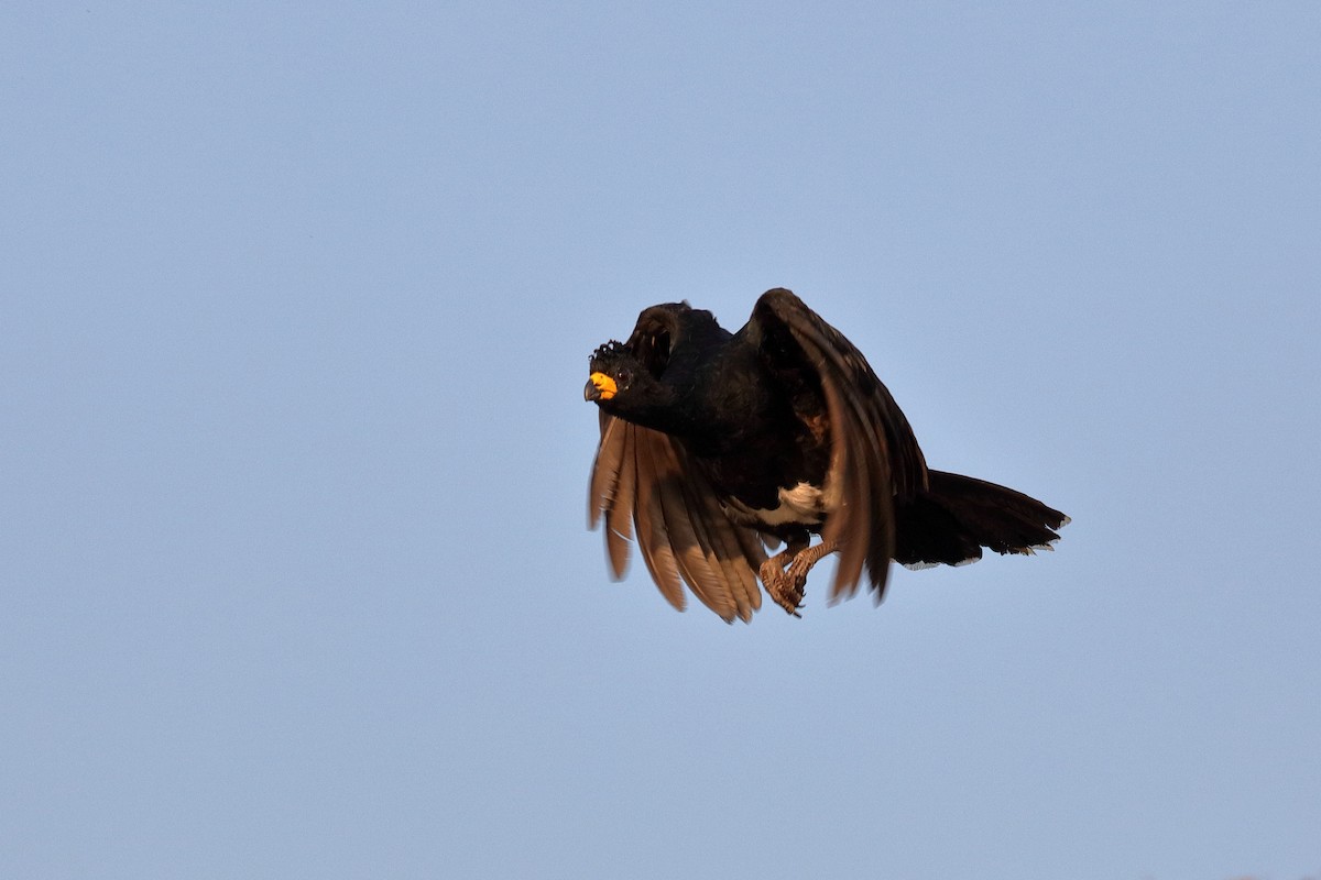 Bare-faced Curassow - Holger Teichmann