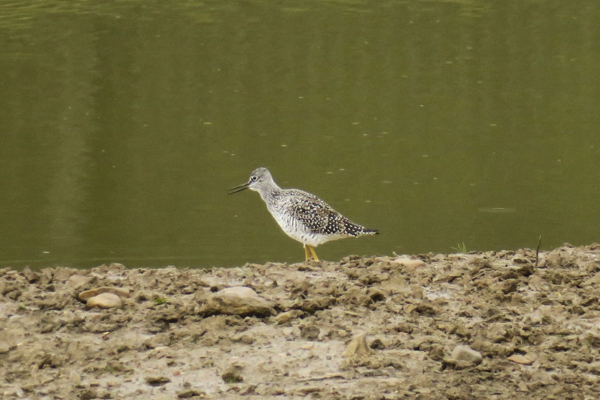 Greater Yellowlegs - ML227838471