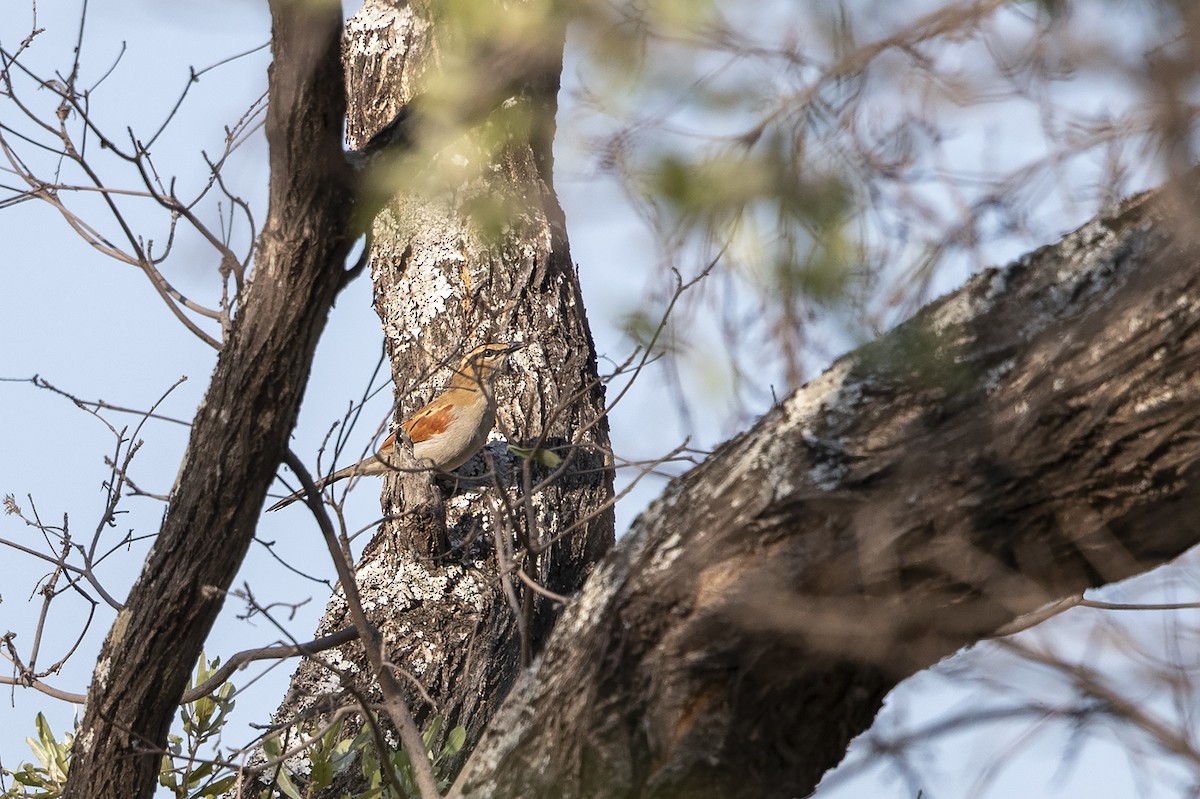 Black-crowned Tchagra - ML227839051