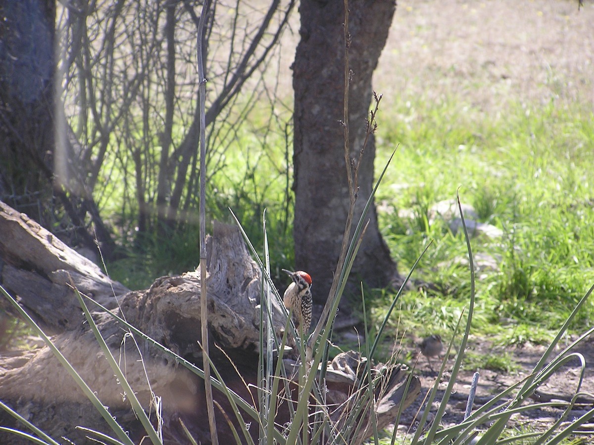 Ladder-backed Woodpecker - ML227839291