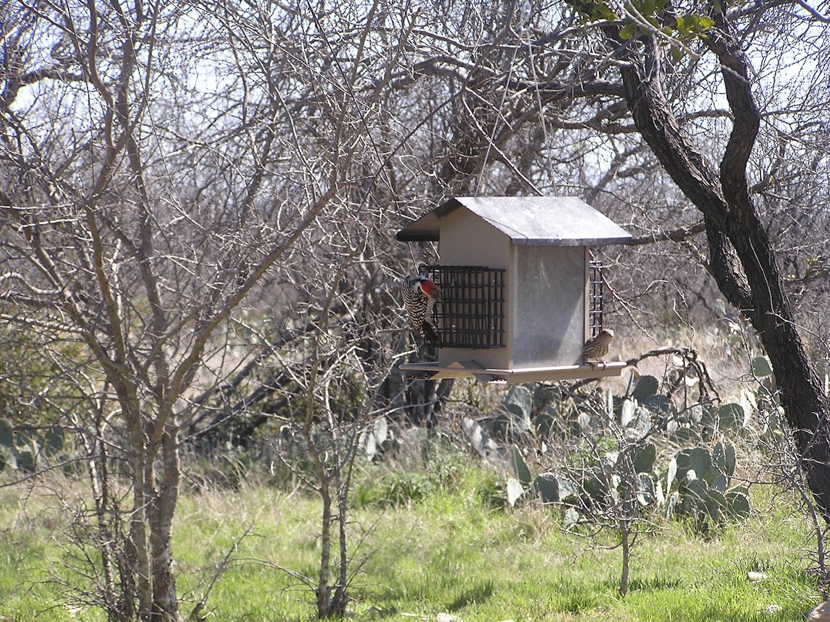 Ladder-backed Woodpecker - ML227839311