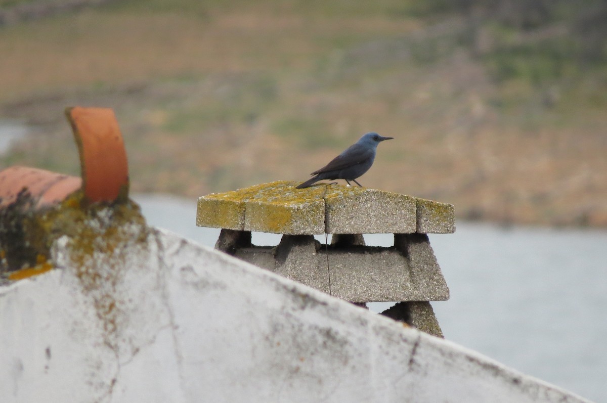 Blue Rock-Thrush - ML227839571