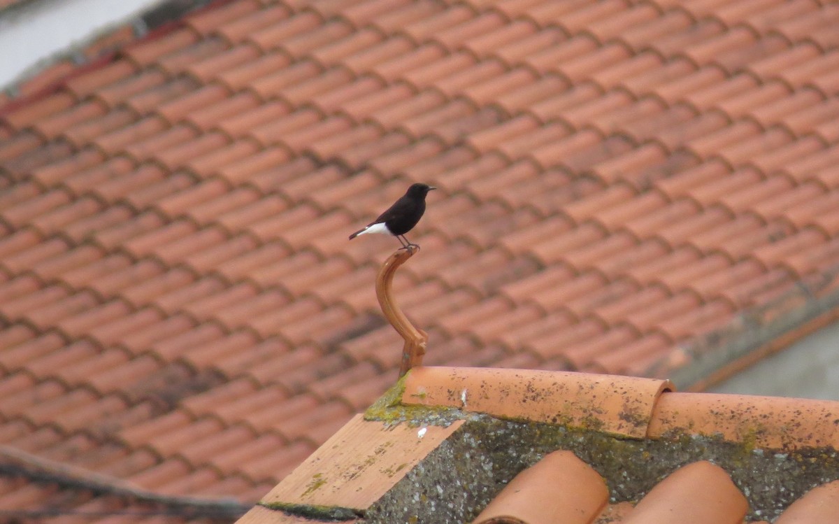 Black Wheatear - ML227839581