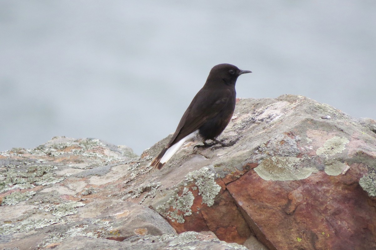 Black Wheatear - ML227839591