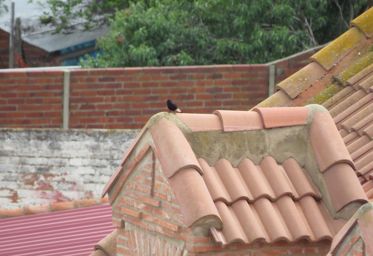 Black Wheatear - ML227839601