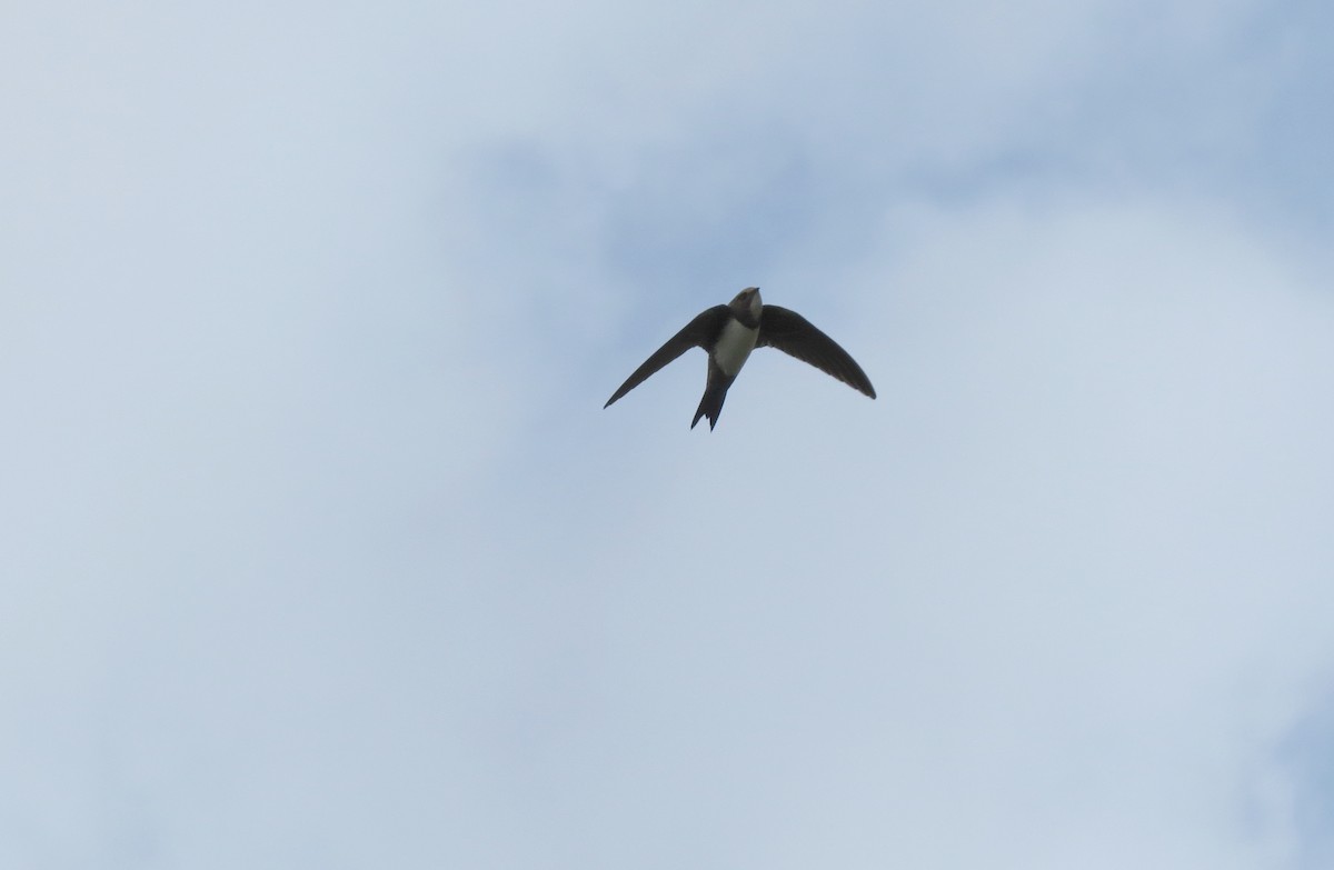 Alpine Swift - ML227839721
