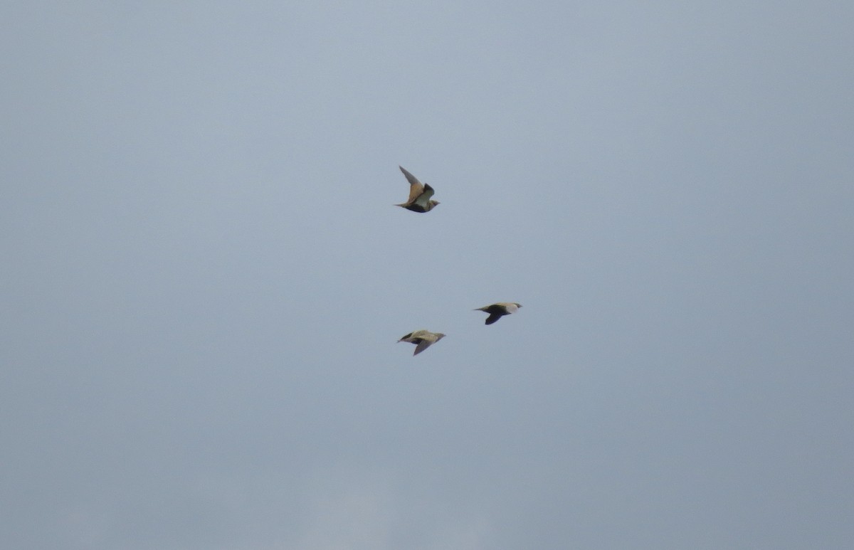 Black-bellied Sandgrouse - ML227839801