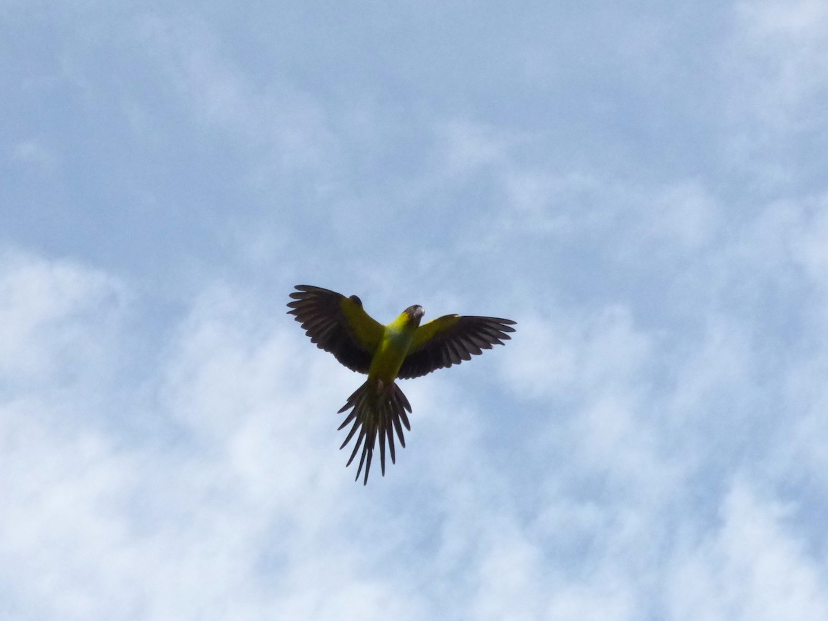 Conure nanday - ML22784051