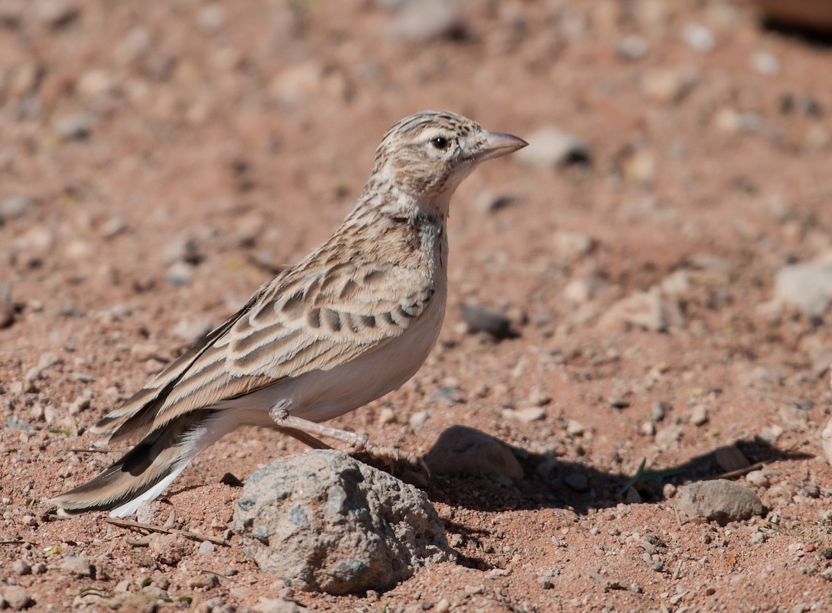 Stark's Lark - ML227841851