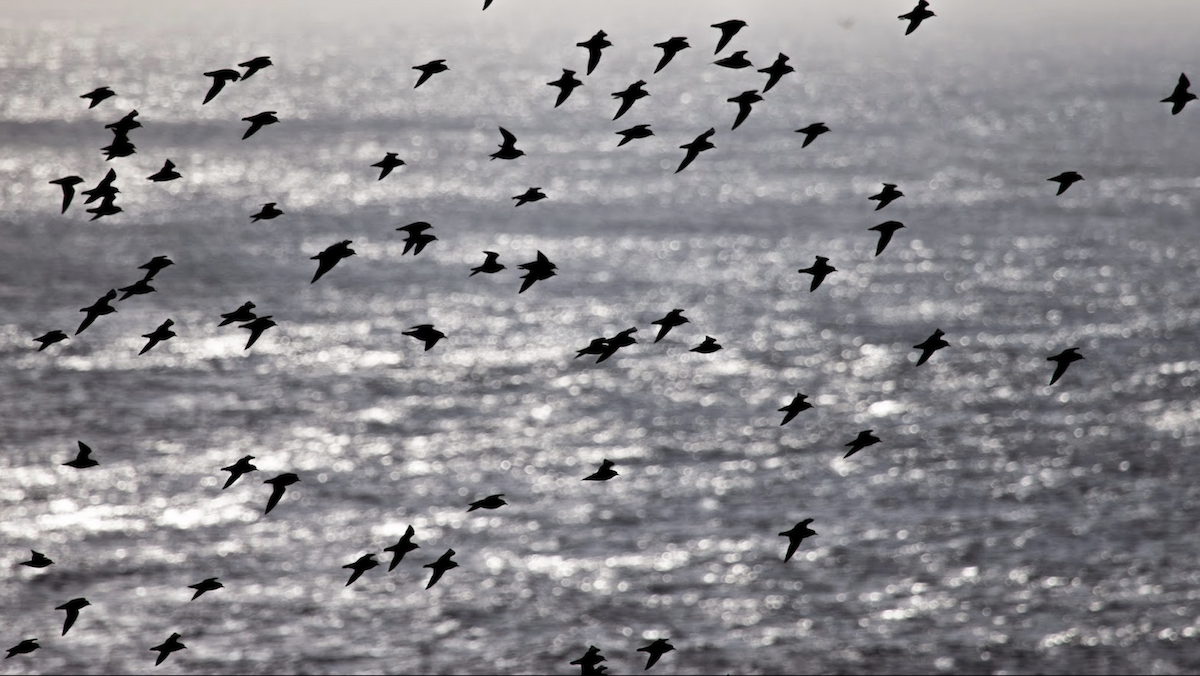 European Golden-Plover - ML227843801